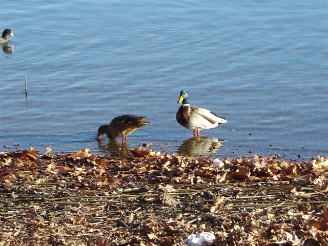 il lago